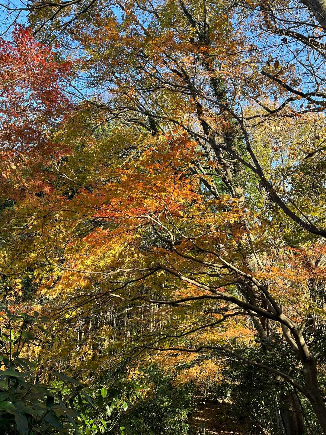 降りてきました🍁☀️✨