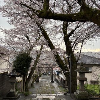 神社の桜並木