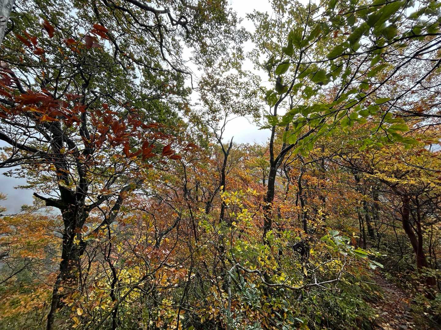 中の原スキー場登山口-大休峠-野田ヶ山-振子山-象ヶ鼻-上 周回コースの写真
