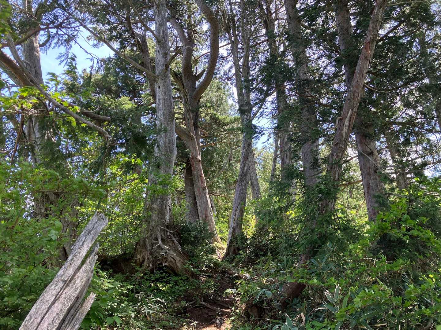 木々の間を歩き🚶‍♀️