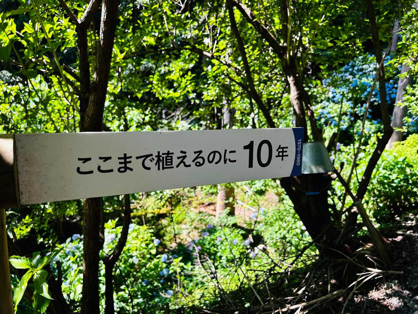 50年間、お一人で植えた紫陽花
