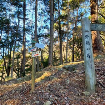 野鳥の森
ゲジゲジ峠まできました

久しぶりの登山！こんなにしんどいの💦😵と思いながらの登りです