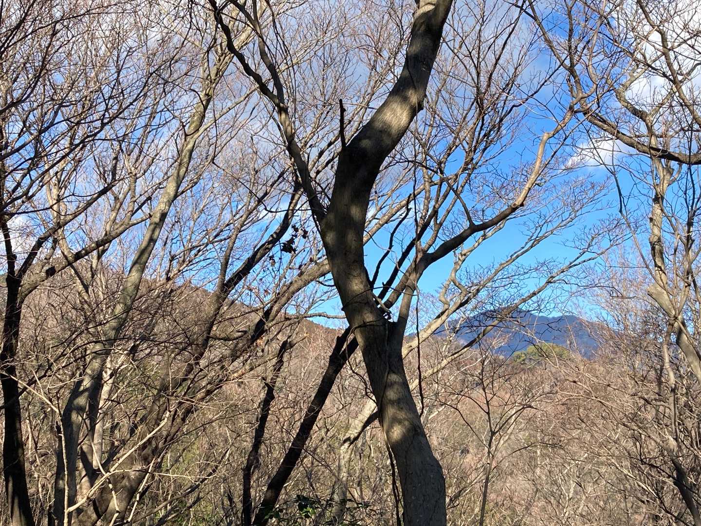 高取山と大山❗
　誰も居ませんし、🐻や🐗が怖いので下山します😆