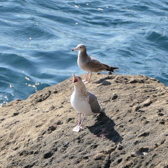 大きな声で鳴いています🎶