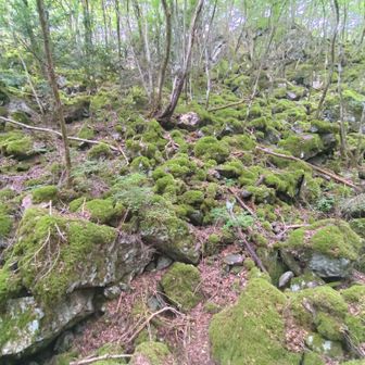 苔の名所
