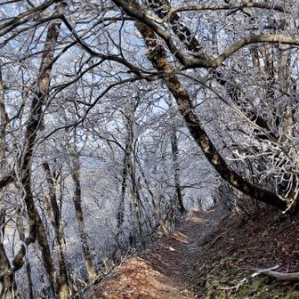 霧氷のトンネル