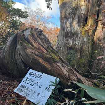 堂々とした樹形
