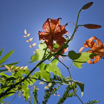 水曜どうでしょう