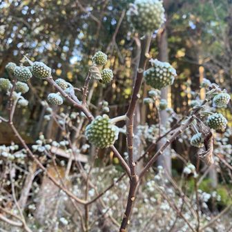 ミツマタはツボミつけてた