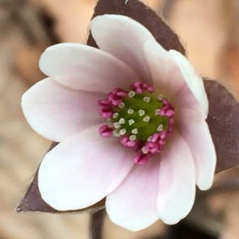 ちょこちっぷさん