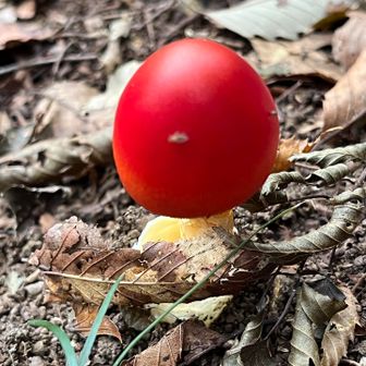 きのこ🍄➌