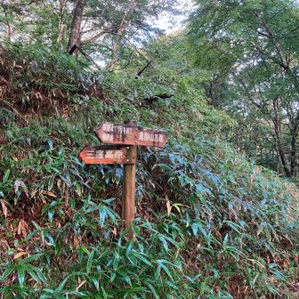 ここから登山道へ。