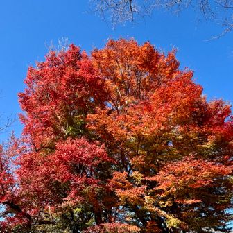 大紅葉