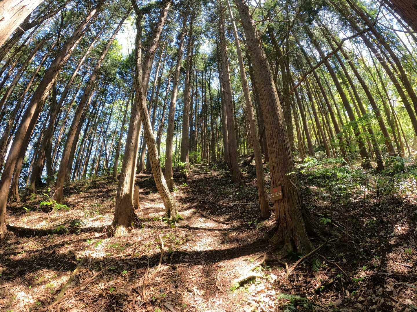 ６合目付近の急登
「下山中のハイカーと言葉を交わした💪」