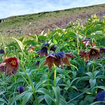 やまめ𓆞𓆝𓆜