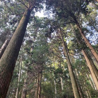 神社⛩️の参道ってこういう木🌲が多い