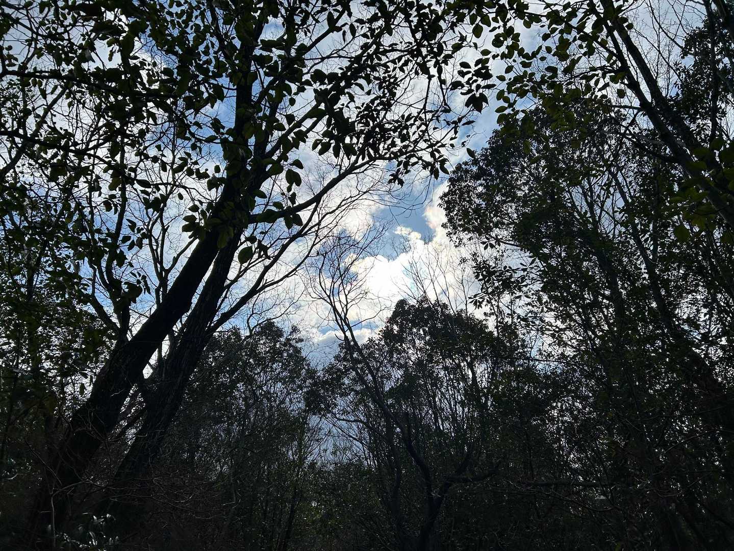 お昼前から 雨の予報
森はビュービューと鳴いています