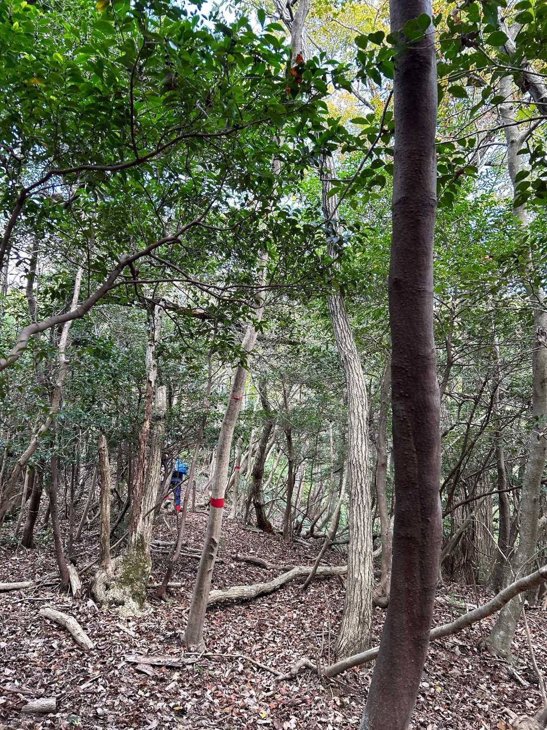 大船山登山口-大船山-野田場池-鍋池山 周回コースの写真