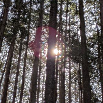 花粉光環みえました