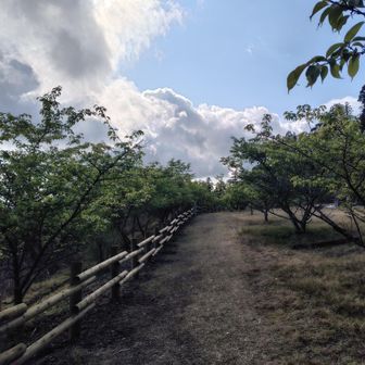 河津桜が植えられていましたが、見ごろは過ぎていました