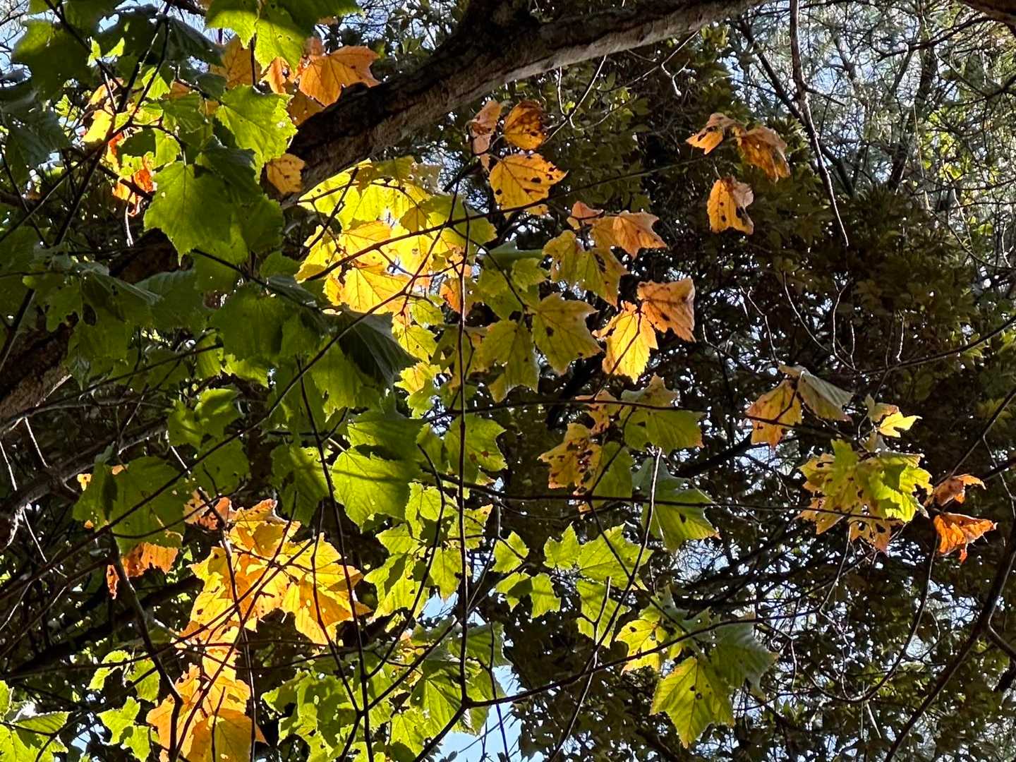 霧島の紅葉はまだ先ですね🍁