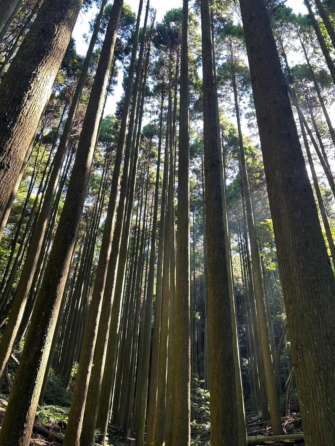 本当に🐝居ないです。
メマトイもアブ🪰も🐝もなーんにも寄って来ません。