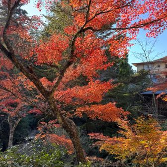 紅葉谷🍁✨
