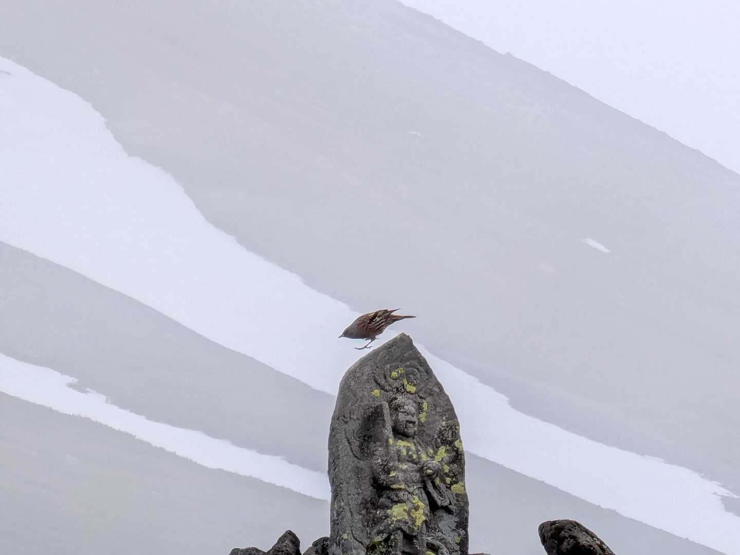 イワヒバリ