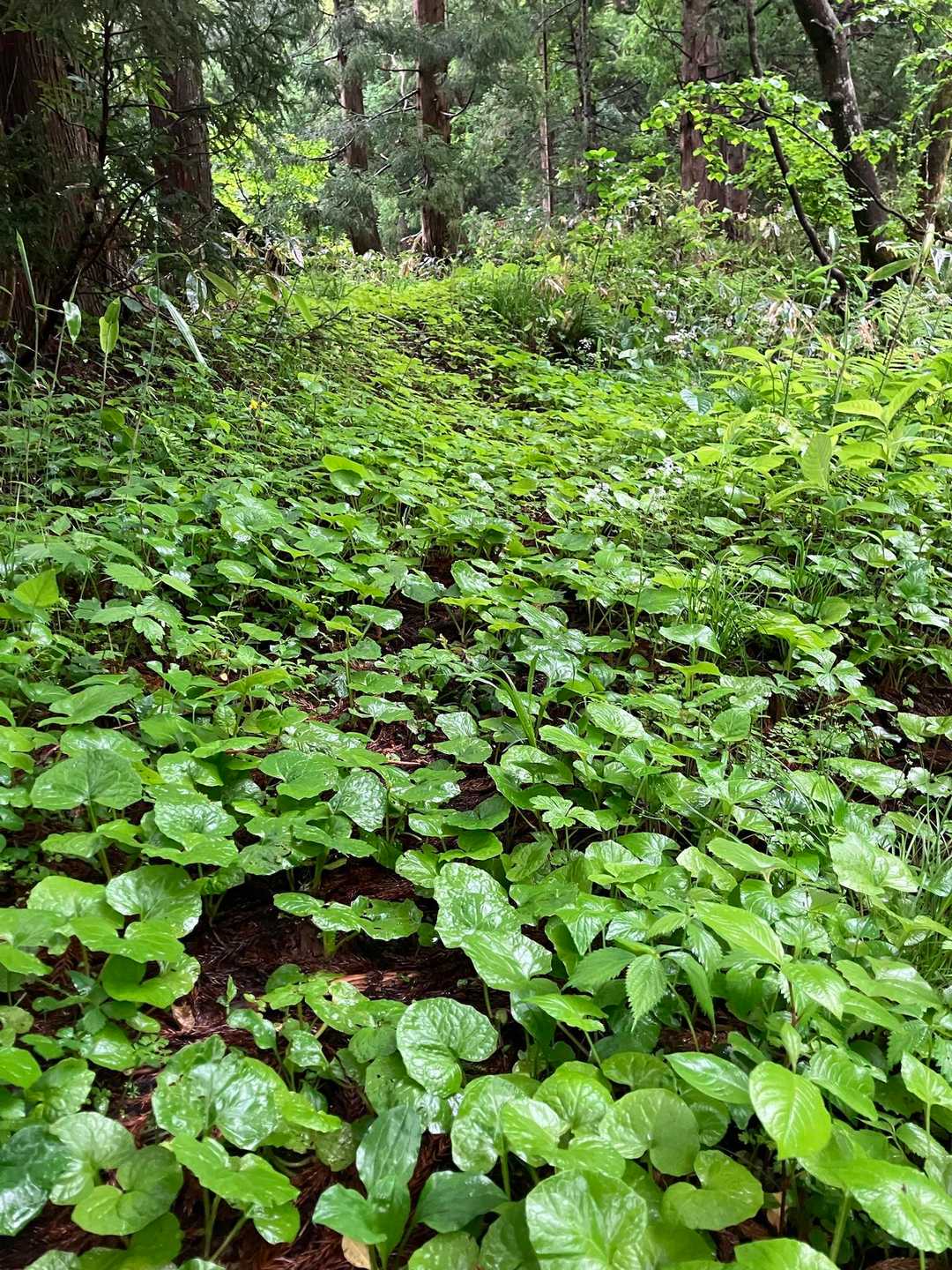 これが「草密生した道」ゲイター必須？