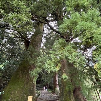 樹齢800年の夫婦杉🌲
この先、杉並木と石段が640m続きます🚶‍♀️