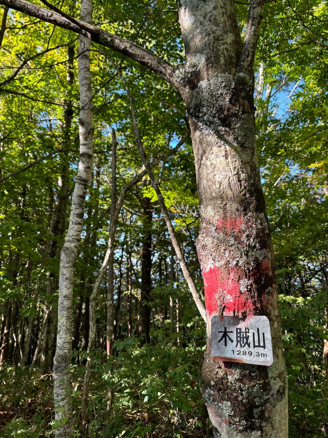 鉱石山登山道入口-木賊山 往復コースの写真