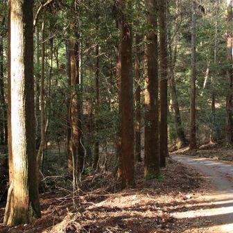 トコトコ林道を降ります🚶🏼‍♂️程よく木漏れ日