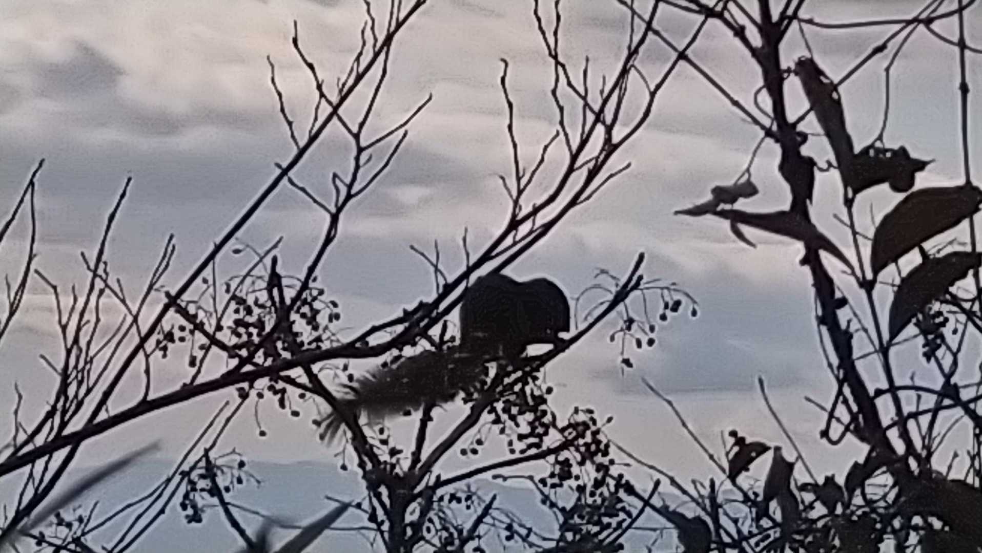 リスは動きが早くて写真はこれがやっと😅