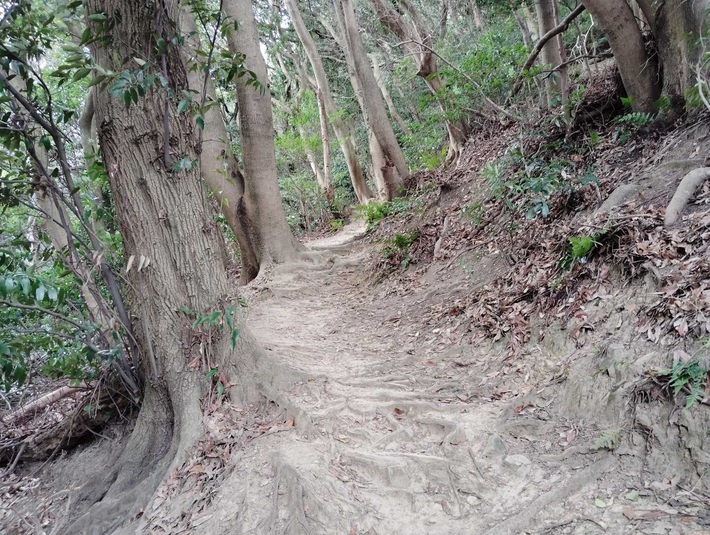 登って行きます