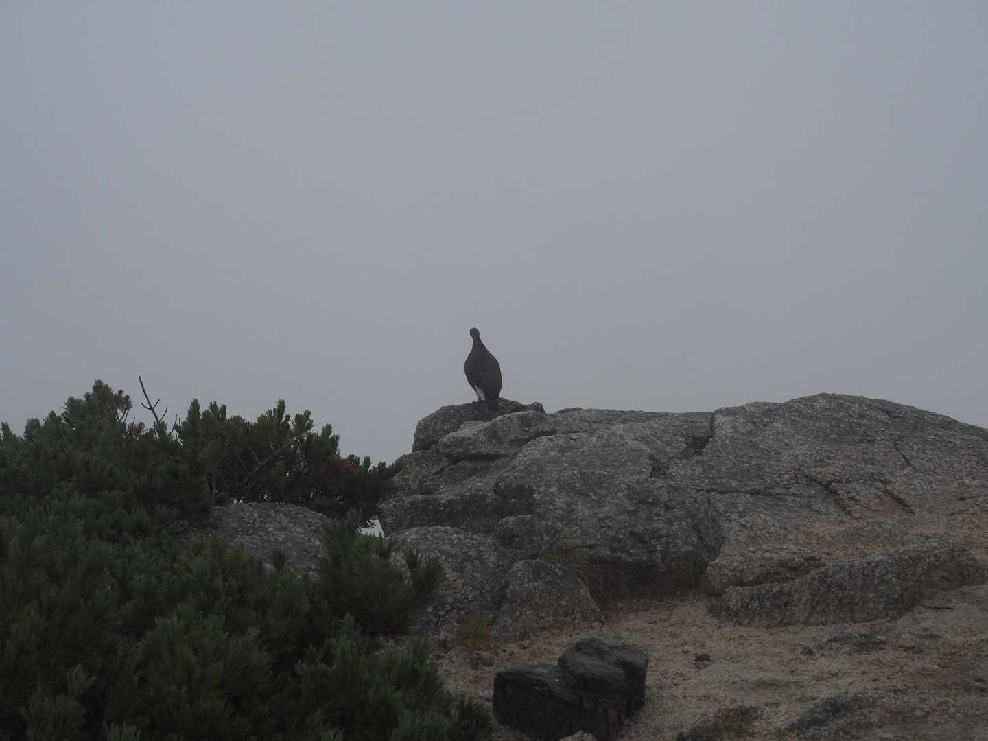 雷鳥さん
そんな大きな声出してちゃ居場所ばれるよ