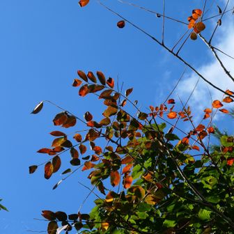 ちょっと気の早い紅葉