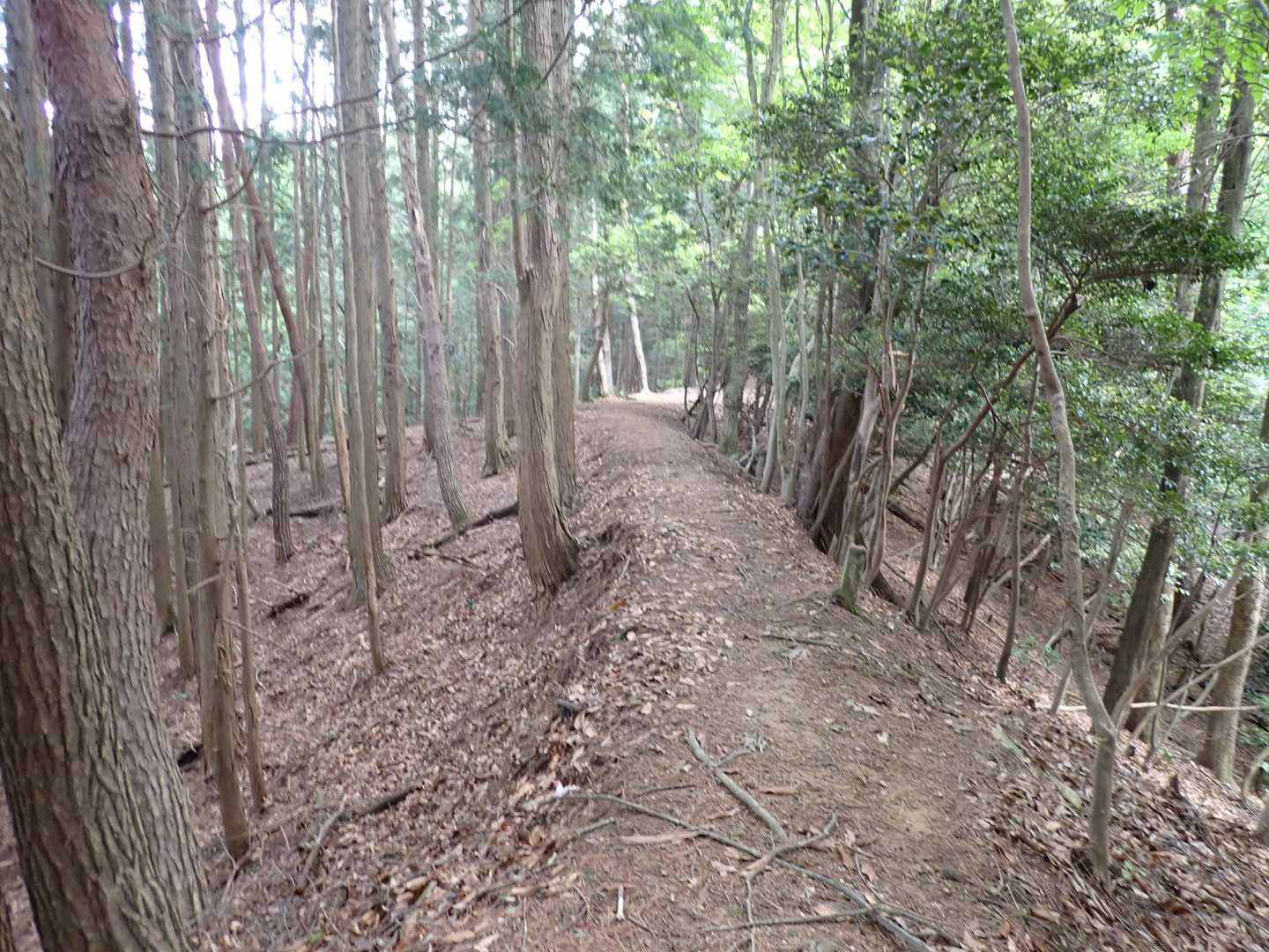 マイナーそうなお山だけど、道ははっきり。