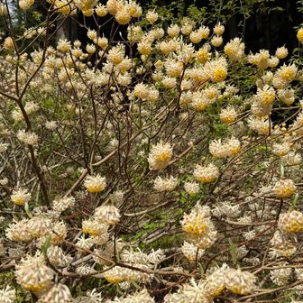 ここまで来るのに
真っ暗なトンネルあり
熊よりも怖い😅
足元確認の為ヘッドライト💡ご用意を

長いロードの先に
不動尻のミツマタ群生地

ほぼ、今年のミツマタは終了です💦
来るのが遅かった様です😅