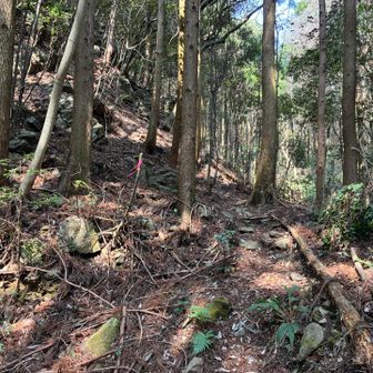 尾根道ルートの登山口？まで下りてきました。あとは林道歩きで戻ります。