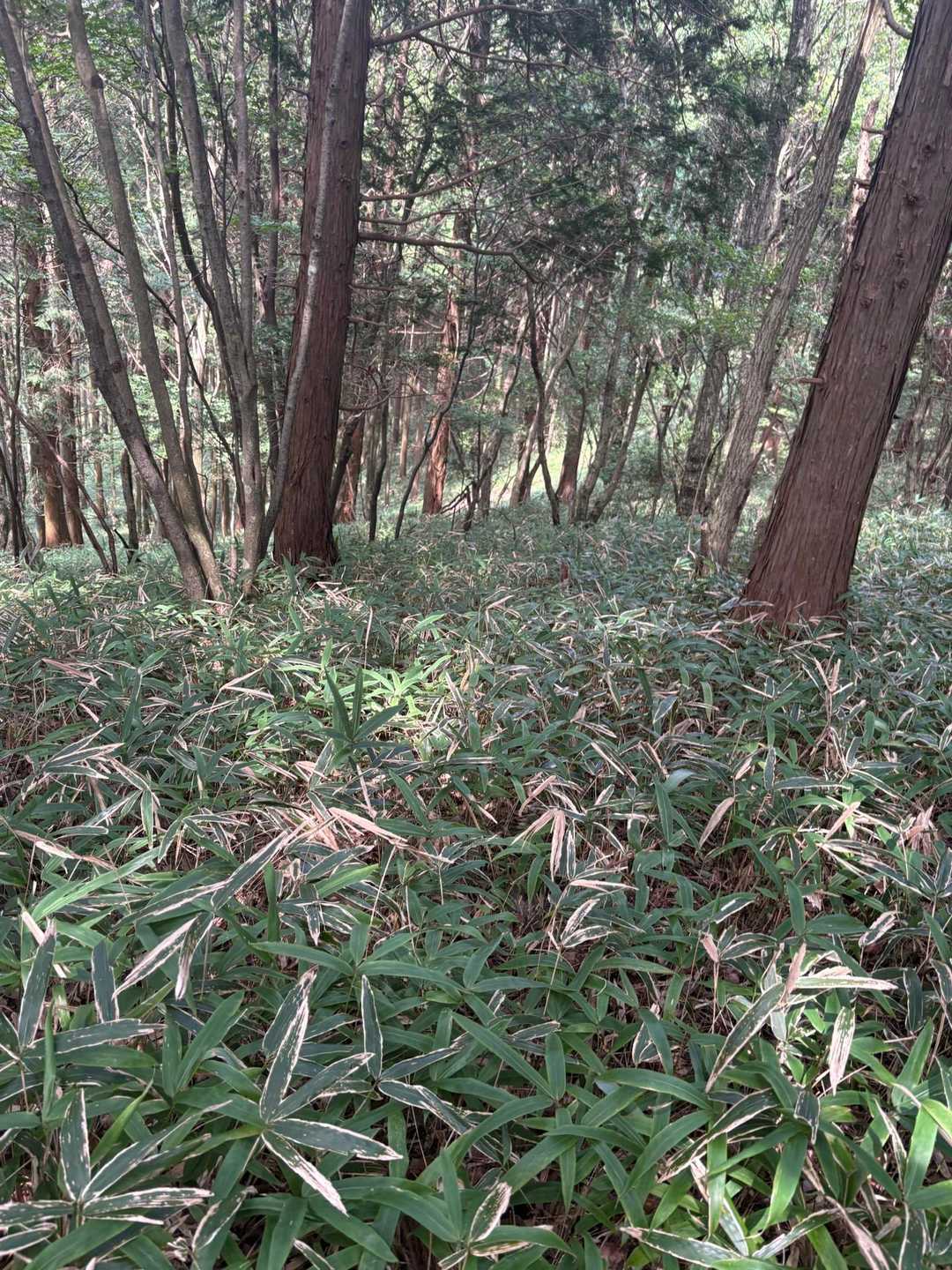 🐍にビビりながら行く😰