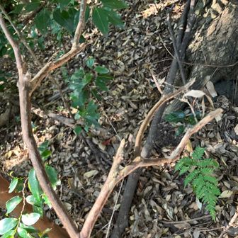 蜘蛛の巣対策🕸️道なき道を野生の感で進む🐒