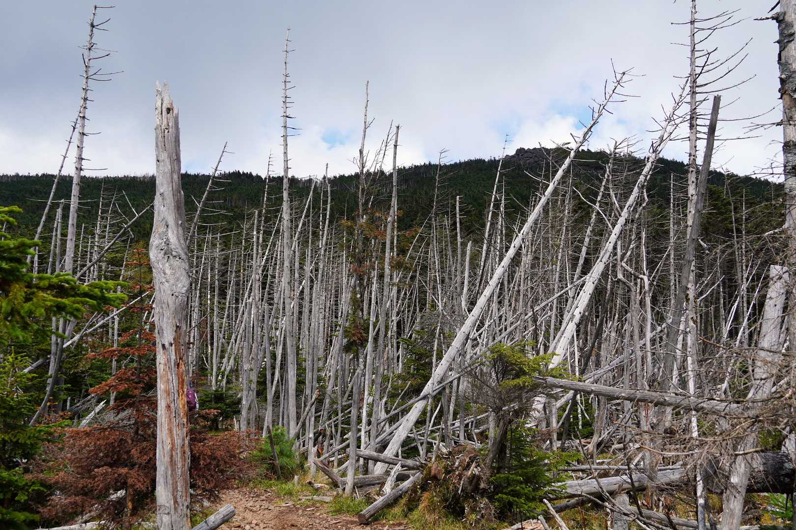 縞枯山との鞍部まで下山すると枯れたシラビソの森の中に😳
