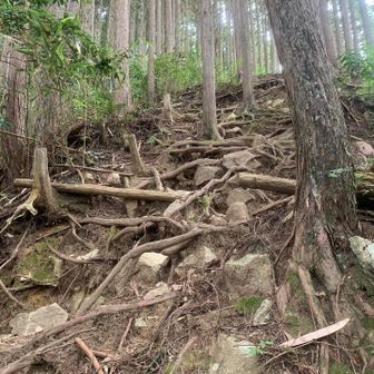 木の根っこと岩🪨と急登です。