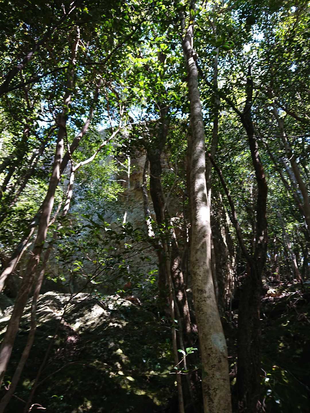 と😓 思って 歩いていたら ３ヶ所くらい 岩の上の土が めくれて崖っぷちに乗っていた ちょっと 危ない💦