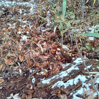 昨日の雪がところどころ残っていました。
