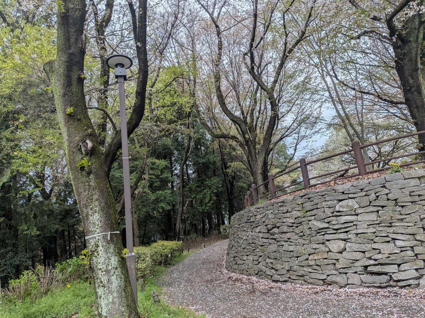 登山口は、頭上の桜🌸と、足元の桜🌸がお出迎えしてくれました🤗
