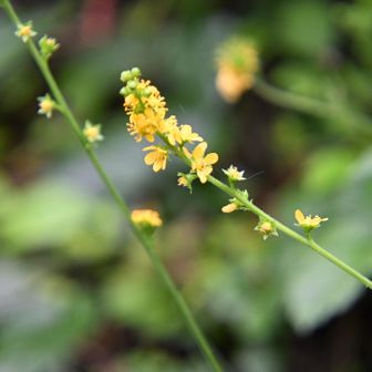 金水引草