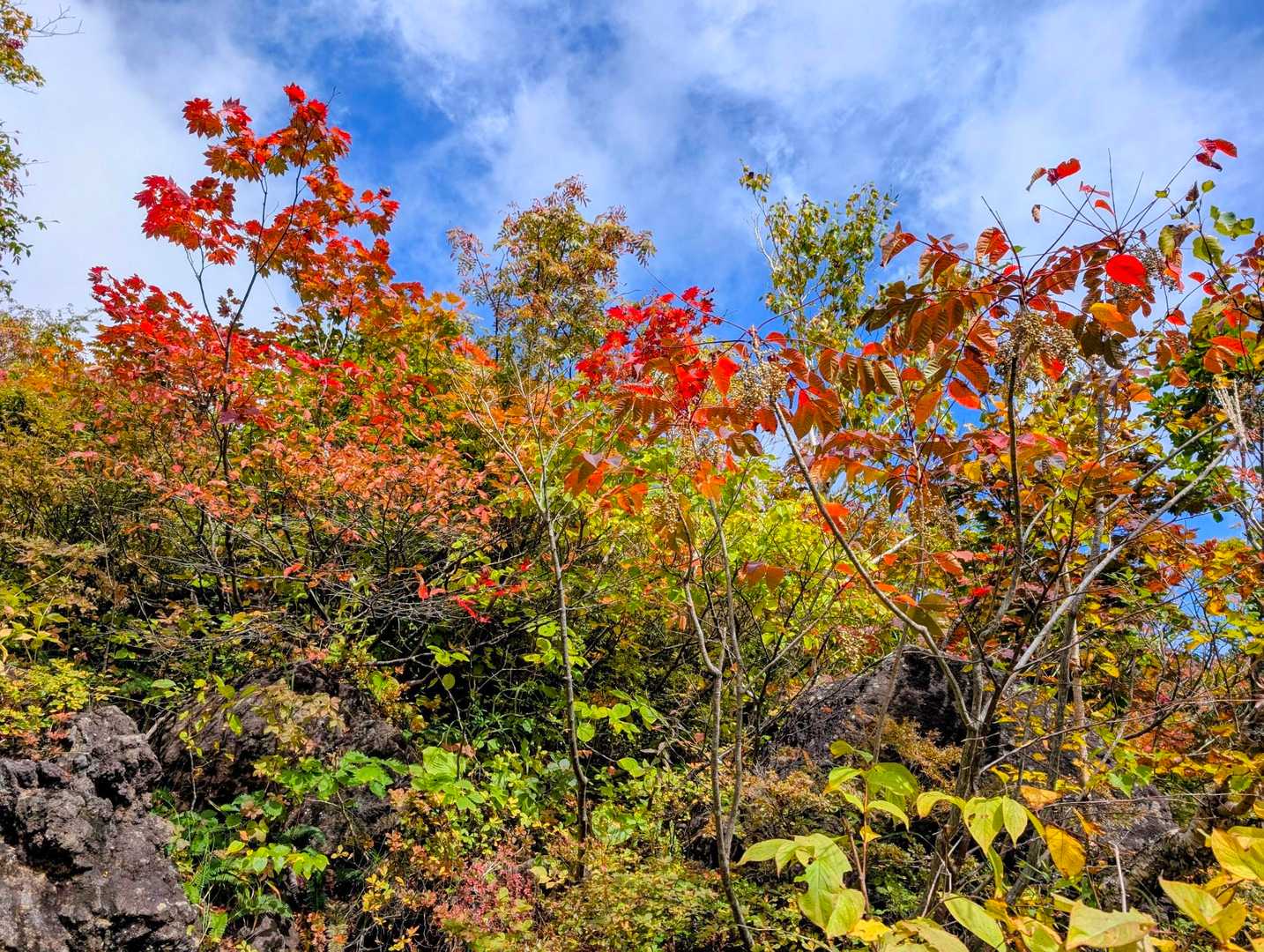 紅葉🍁しているところがあるとつい写真😆