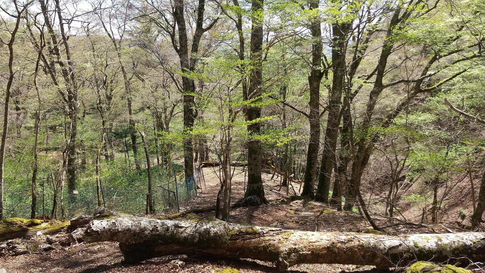 ブナ林が素敵です🌲🌲🌲
