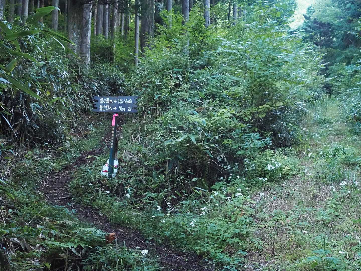 林道歩きのあと、ここから地道